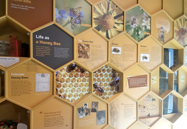 fort collins museum of discovery bees