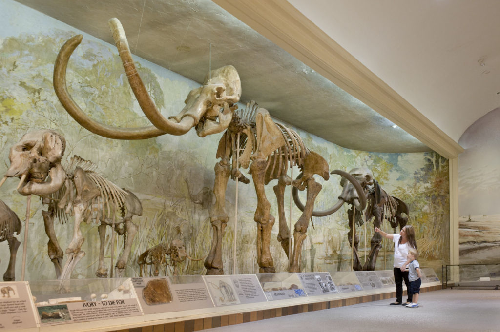 mammoth skeleton in museum